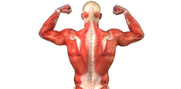 Without muscle, humans could not live. Anatomy And Physiology 1 Lab Practical Study Guide